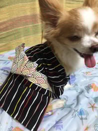 浴衣 Millacra 愛犬のための犬服 ペット服の型紙通販 作り方 教室 Milla Milla ミラミラ