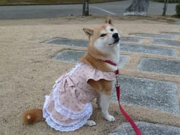 ワンピース Millacra 愛犬のための犬服 ペット服の型紙通販 作り方 教室 Milla Milla ワンピース Millacra 愛犬のための犬服 ペット服の型紙通販 作り方 教室 Milla Milla