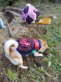 犬服のハンドメイド作品 みんなのかわいい手作り犬服 愛犬のための犬服 ペット服の型紙通販 作り方 教室 Milla Milla 犬服のハンドメイド作品 みんなのかわいい手作り犬服 愛犬のための犬服 ペット服の型紙通販 作り方 教室 Milla Milla