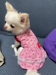 ワンピース Millacra 愛犬のための犬服 ペット服の型紙通販 作り方 教室 Milla Milla ワンピース Millacra 愛犬のための犬服 ペット服の型紙通販 作り方 教室 Milla Milla