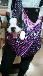 ドッグスリング 愛犬のための犬服 ペット服の型紙通販 作り方 教室 Milla Milla ミラミラ