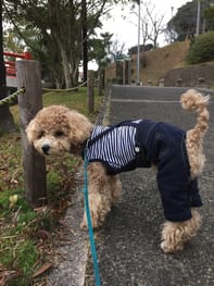 パンツ サロペット Millacra 愛犬のための犬服 ペット服の型紙通販 作り方 教室 Milla Milla