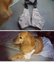首輪 胴輪 リード Millacra 愛犬のための犬服 ペット服の型紙通販 作り方 教室 Milla Milla 首輪 胴輪 リード Millacra 愛犬のための犬服 ペット服の型紙通販 作り方 教室 Milla Milla