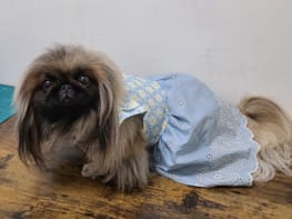 サマードレス Millacra 愛犬のための犬服 ペット服の型紙通販 作り方 教室 Milla Milla サマードレス Millacra 愛犬のための犬服 ペット服の型紙通販 作り方 教室 Milla Milla