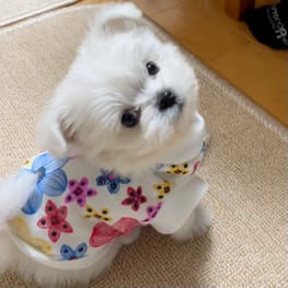 犬服のハンドメイド作品 みんなのかわいい手作り犬服 愛犬のための犬服 ペット服の型紙通販 作り方 教室 Milla Milla 犬服のハンドメイド作品 みんなのかわいい手作り犬服 愛犬のための犬服 ペット服の型紙通販 作り方 教室 Milla Milla