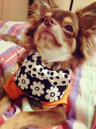 無料の犬服型紙 作り方ダウンロード 犬のクールバンダナ 愛犬のための犬服 ペット服の型紙通販 作り方 教室 Milla Milla