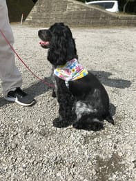 無料クールバンダナ Millacra 愛犬のための犬服 ペット服の型紙通販 作り方 教室 Milla Milla ミラミラ