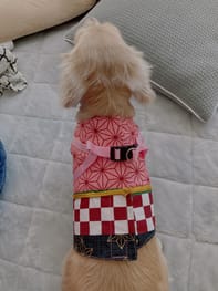 ハーネスウェア Millacra 愛犬のための犬服 ペット服の型紙通販 作り方 教室 Milla Milla