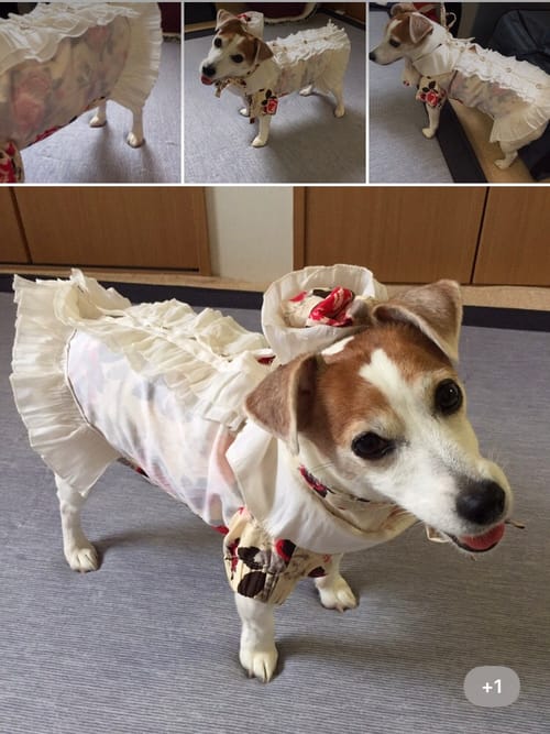 犬服リメイクコンテスト 投票 愛犬のための犬服 ペット服の型紙通販 作り方 教室 Milla Milla