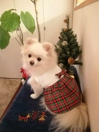 ワンピース Millacra 愛犬のための犬服 ペット服の型紙通販 作り方 教室 Milla Milla ワンピース Millacra 愛犬のための犬服 ペット服の型紙通販 作り方 教室 Milla Milla