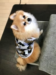 手縫いタンクトップキット Millacra 愛犬のための犬服 ペット服の型紙通販 作り方 教室 Milla Milla 手縫いタンクトップキット Millacra 愛犬のための犬服 ペット服の型紙通販 作り方 教室 Milla Milla