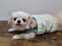 バルーンブラウス Millacra 愛犬のための犬服 ペット服の型紙通販 作り方 教室 Milla Milla バルーンブラウス Millacra 愛犬のための犬服 ペット服の型紙通販 作り方 教室 Milla Milla
