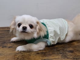 バルーンブラウス Millacra 愛犬のための犬服 ペット服の型紙通販 作り方 教室 Milla Milla