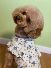 ラッフルスリーブトップス Millacra 愛犬のための犬服 ペット服の型紙通販 作り方 教室 Milla Milla