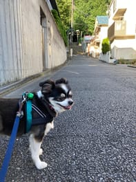 首輪 胴輪 リード Millacra 愛犬のための犬服 ペット服の型紙通販 作り方 教室 Milla Milla