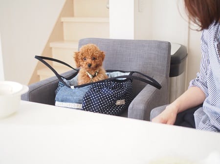 Shimaさんのお出かけ お散歩グッズ作品 愛犬のための犬服 ペット服の型紙通販 作り方 教室 Milla Milla ミラミラ