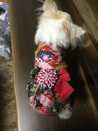 浴衣 Millacra 愛犬のための犬服 ペット服の型紙通販 作り方 教室 Milla Milla