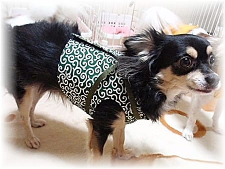 Heartilyさんのハーネスウェア作品 愛犬のための犬服 ペット服の型紙通販 作り方 教室 Milla Milla