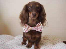 無料の犬服型紙 作り方ダウンロード 蝶ネクタイ 愛犬のための犬服 ペット服の型紙通販 作り方 教室 Milla Milla