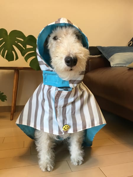 ナツ色さんのオーバーレインコート作品 / 愛犬のための犬服、ペット服の型紙通販・作り方・教室 milla milla