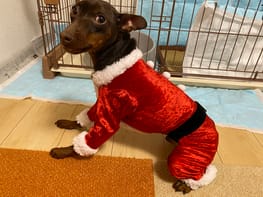 カバーオール つなぎ Millacra 愛犬のための犬服 ペット服の型紙通販 作り方 教室 Milla Milla カバーオール つなぎ Millacra 愛犬のための犬服 ペット服の型紙通販 作り方 教室 Milla Milla