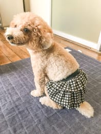 サニタリー マナーパンツ Millacra 愛犬のための犬服 ペット服の型紙通販 作り方 教室 Milla Milla ミラミラ
