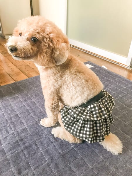 ちゃちゃさんのサニタリー マナーパンツ作品 愛犬のための犬服 ペット服の型紙通販 作り方 教室 Milla Milla