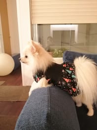 ワンピース Millacra 愛犬のための犬服 ペット服の型紙通販 作り方 教室 Milla Milla ワンピース Millacra 愛犬のための犬服 ペット服の型紙通販 作り方 教室 Milla Milla