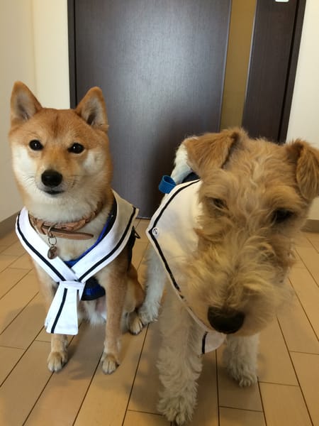 ナツ色さんのハーネスウェア作品 愛犬のための犬服 ペット服の型紙通販 作り方 教室 Milla Milla