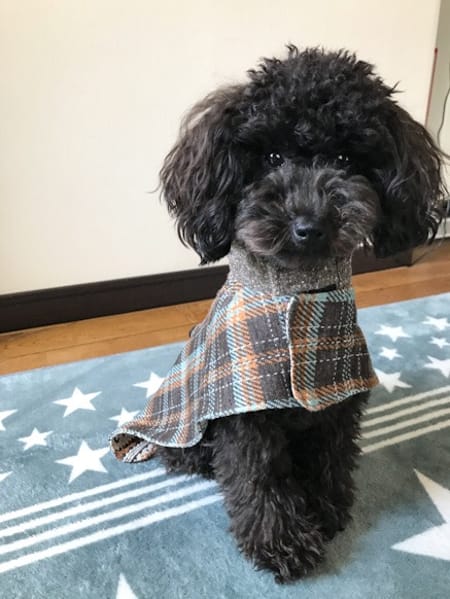 ちゃちゃさんのオーバーレインコート作品 愛犬のための犬服 ペット服の型紙通販 作り方 教室 Milla Milla