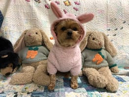 うさぎ パンダ変身コスチューム Millacra 愛犬のための犬服 ペット服の型紙通販 作り方 教室 Milla Milla うさぎ パンダ変身コスチューム Millacra 愛犬のための犬服 ペット服の型紙通販 作り方 教室 Milla Milla