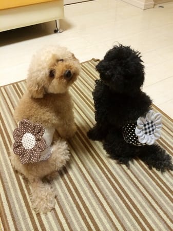 マナーベルト Millacra 愛犬のための犬服 ペット服の型紙通販 作り方 教室 Milla Milla