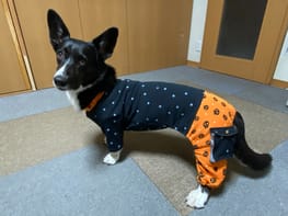 料無料 犬服 パンダ柄長袖 タンクトップ ハンドメイド 全巻購入特典付 その他 Rspg Spectrum Eu 料無料 犬服 パンダ柄長袖 タンクトップ ハンドメイド 全巻購入特典付 その他 Rspg Spectrum Eu