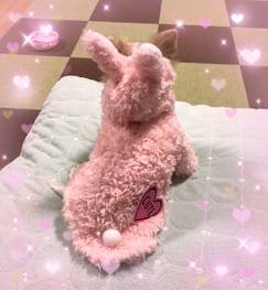 うさぎ パンダ変身コスチューム Millacra 愛犬のための犬服 ペット服の型紙通販 作り方 教室 Milla Milla うさぎ パンダ変身コスチューム Millacra 愛犬のための犬服 ペット服の型紙通販 作り方 教室 Milla Milla