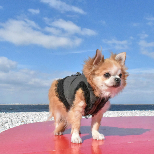 大型犬ちゃん　タンクトップ　青リブ