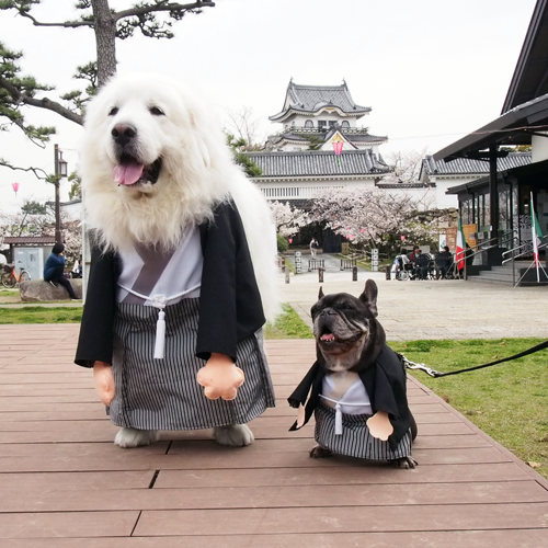 犬服袴　ハンドメイド犬服　犬着物