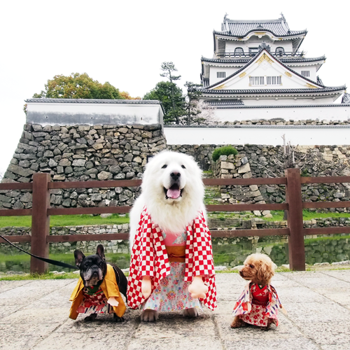 犬服ハンドメイド　カバーオール　えりさまオーダーページ