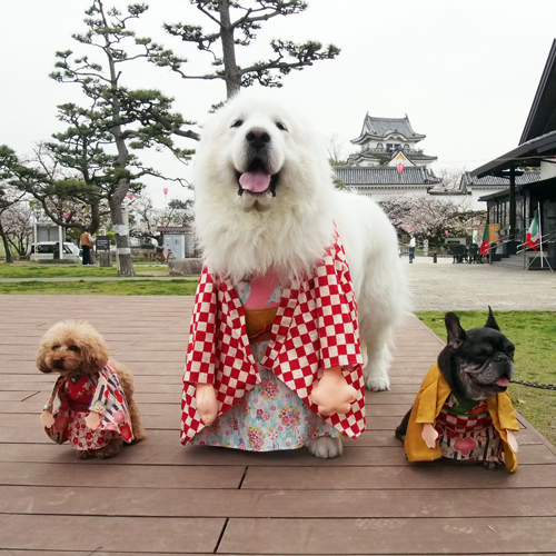 犬服ハンドメイド　カバーオール　えりさまオーダーページ