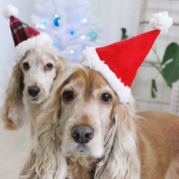 犬のサンタ帽子フェルトキーホルダー 楽天市場】犬 帽子 サンタ帽 犬 ワンちゃん 帽子 ネック