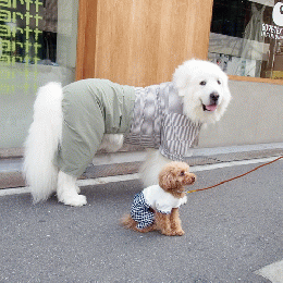 犬服　あや　ロンパース　ハンドメイド 3e6324ca82c96bc619f0281dc5a74a