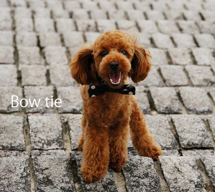 無料の犬服型紙・作り方ダウンロード:蝶ネクタイ / 愛犬のための犬服、ペット服の型紙通販・作り方・教室 milla milla