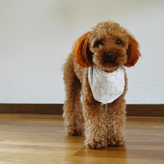 無料の犬服型紙 作り方ダウンロード 犬のクールバンダナ 愛犬のための犬服 ペット服の型紙通販 作り方 教室 Milla Milla ミラミラ