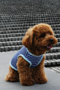無料の犬服型紙 作り方ダウンロード タンクトップ 愛犬のための犬服 ペット服の型紙通販 作り方 教室 Milla Milla ミラミラ