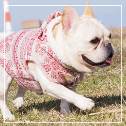 フレンチブルドッグサイズ拡充のご案内 / 愛犬のための犬服の